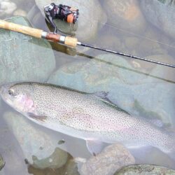 厳しい！ ～天竜川ルアーフライテンカラ専用区～